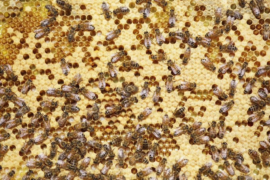 Bees on a honeycomb