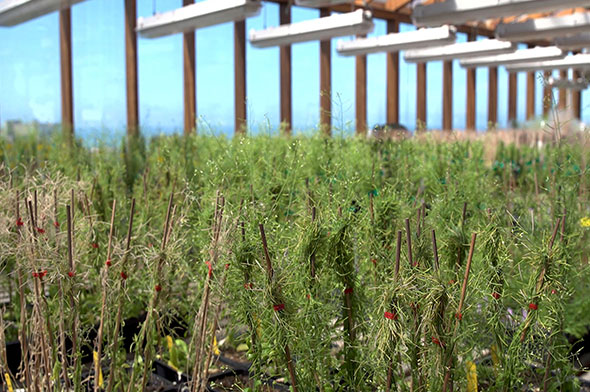 plants in polytunnel (Credit: BBC)