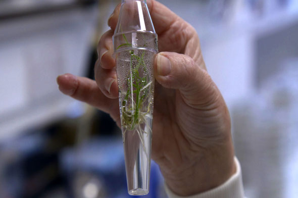 person holding sapling (Credit: BBC)