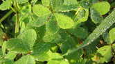 Water clovers...