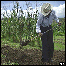 Agricultor brasileiro