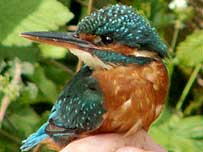 Kingfisher (Image c/o Herts Wildlife Trust)