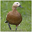 Wetland activities (Image: Ruddy Duck c/o WWT)