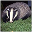 Badger c/o SWT