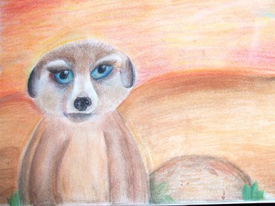 Mini Meerkat