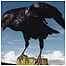 Estates (Image: Raven)