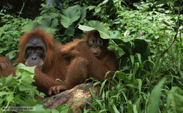 Orangutan (Image: Anup Shah / NPL)
