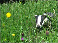 Badger in a meadow