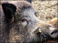 Boar