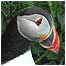 Islands Index (Image: Puffin)