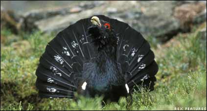 capercaillie rex features