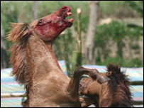 Foto de cortesia: Network for Animals