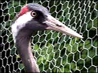 A European crane at Pensthorpe.