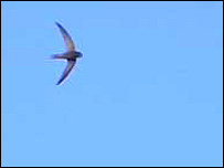 Swift in flight