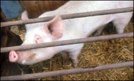 Pig in a sty
