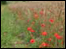 Poppy field