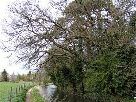 Trees by a river