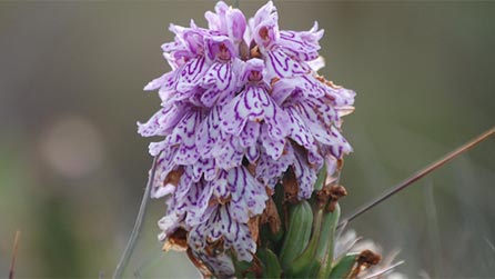 orchid_mart.jpg