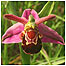 Coast (Imaqe: Bee Orchid c/o Natural England and Peter Wakely)