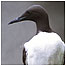 Rocky coast index (Image: Guillemot)