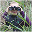 Wetland activities (Image: Girl with bins c/o WWT)
