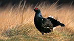 Black grouse by Chris Gomersal
