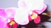 Orchid