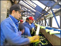 Trabalhadores rurais da Europa do Leste
