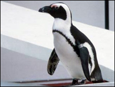 A penguin