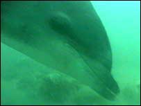 George the dolphin. Image courtesy of Colin Froud
