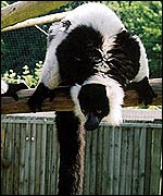 Picture: Wild lemur