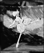 Picture: a puppet from The Giant Book