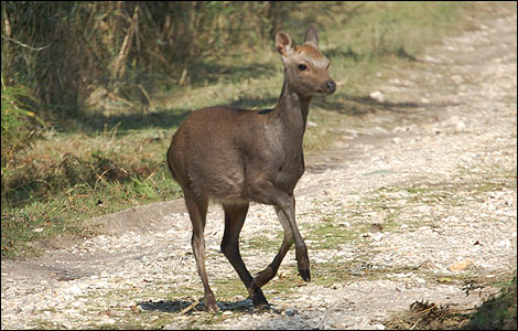 Sika deer