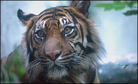 Picture: tiger