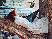 درخت پر آرام