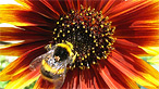 A bee gathering pollen 
