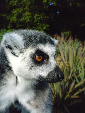 Lemur