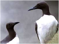 Guillemots feeding video (Image: Guillemots)