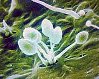 Phototgraph showing potato blight - phytophthora infestans