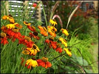 Budget gardening at the Sandringham Flower Show