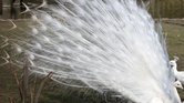 Feathers