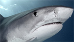 A tiger shark on BBC Nature