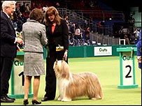 Ch Pattishawl Preview, a Bearded Collie 