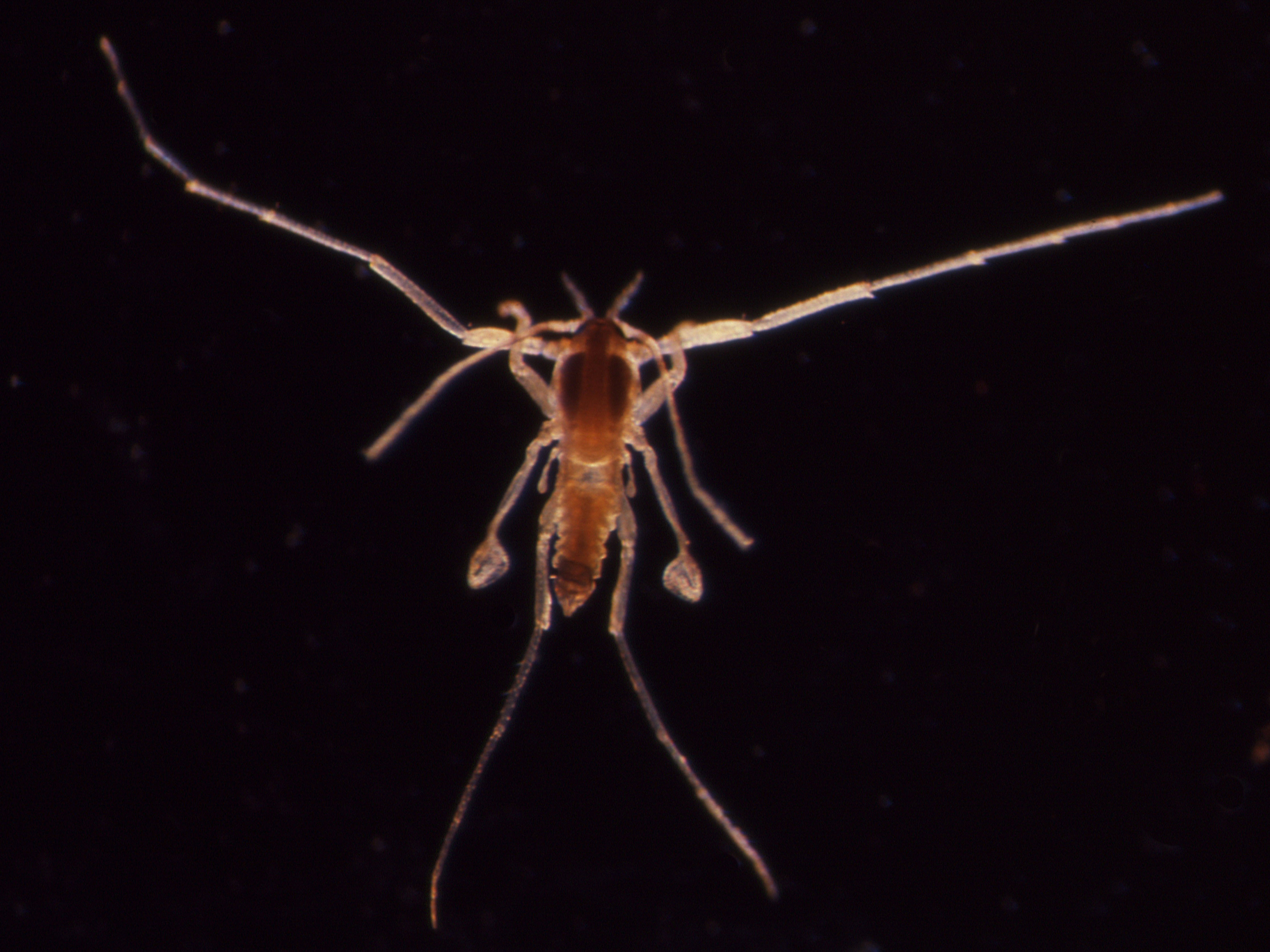 Male flightless marine midge (Pontomyia natans)