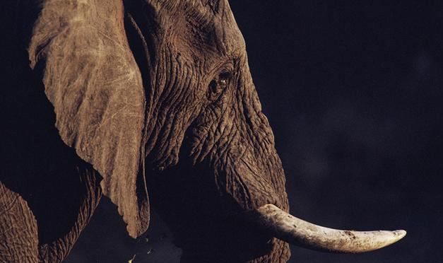 African elephant (Ron O'Connor / NPL)