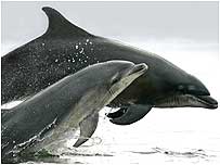 Sandy Coast (Image: Dolphins c/o Charlie Phillips)