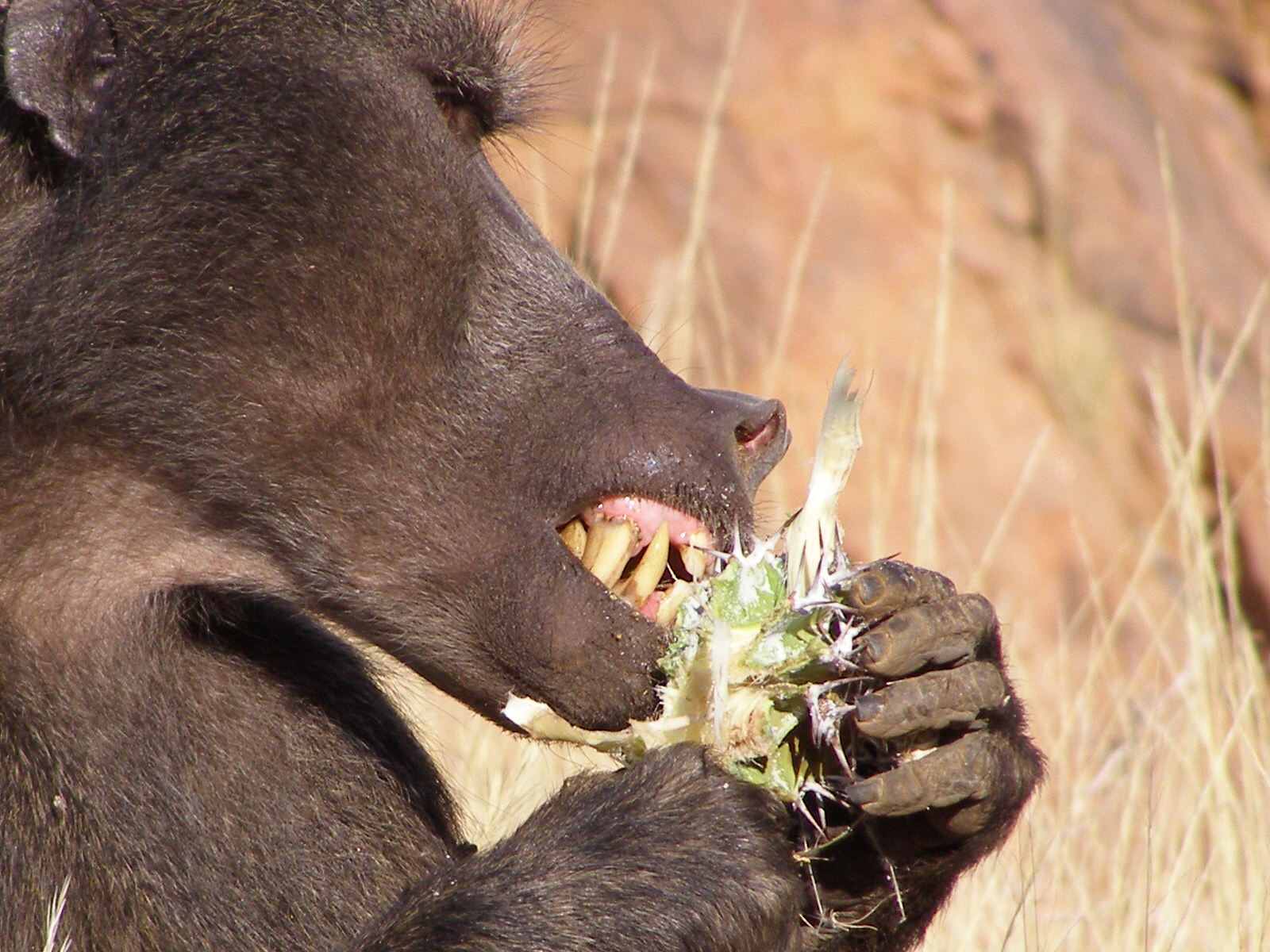 Male baboon eating (image: Andrew King/ZSL Tsaobis Baboon Project)