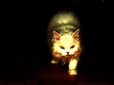 Kitya