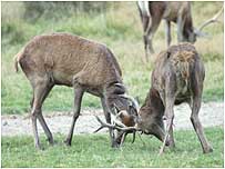 Walking country (Image: Red Deer rut) 