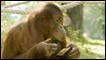 A orangotango Nonja empunhando a câmera digital com a qual tirou fotos (cortesia Zoo de Viena)
